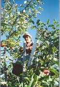 Man Picking Apples