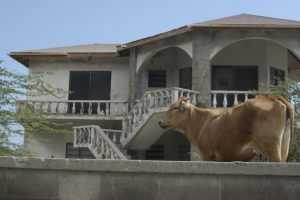 Cow in an abandoned house