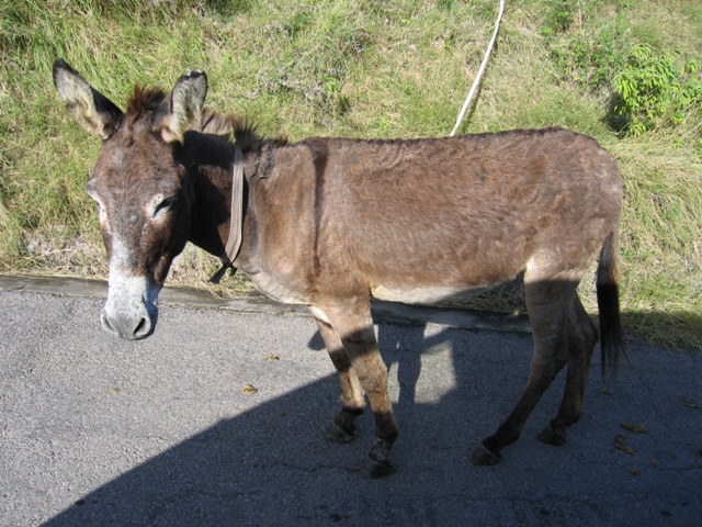 Donkey in the exclusion zone near Bramble Airport