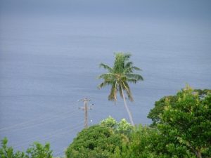 Photograph of a palm treet