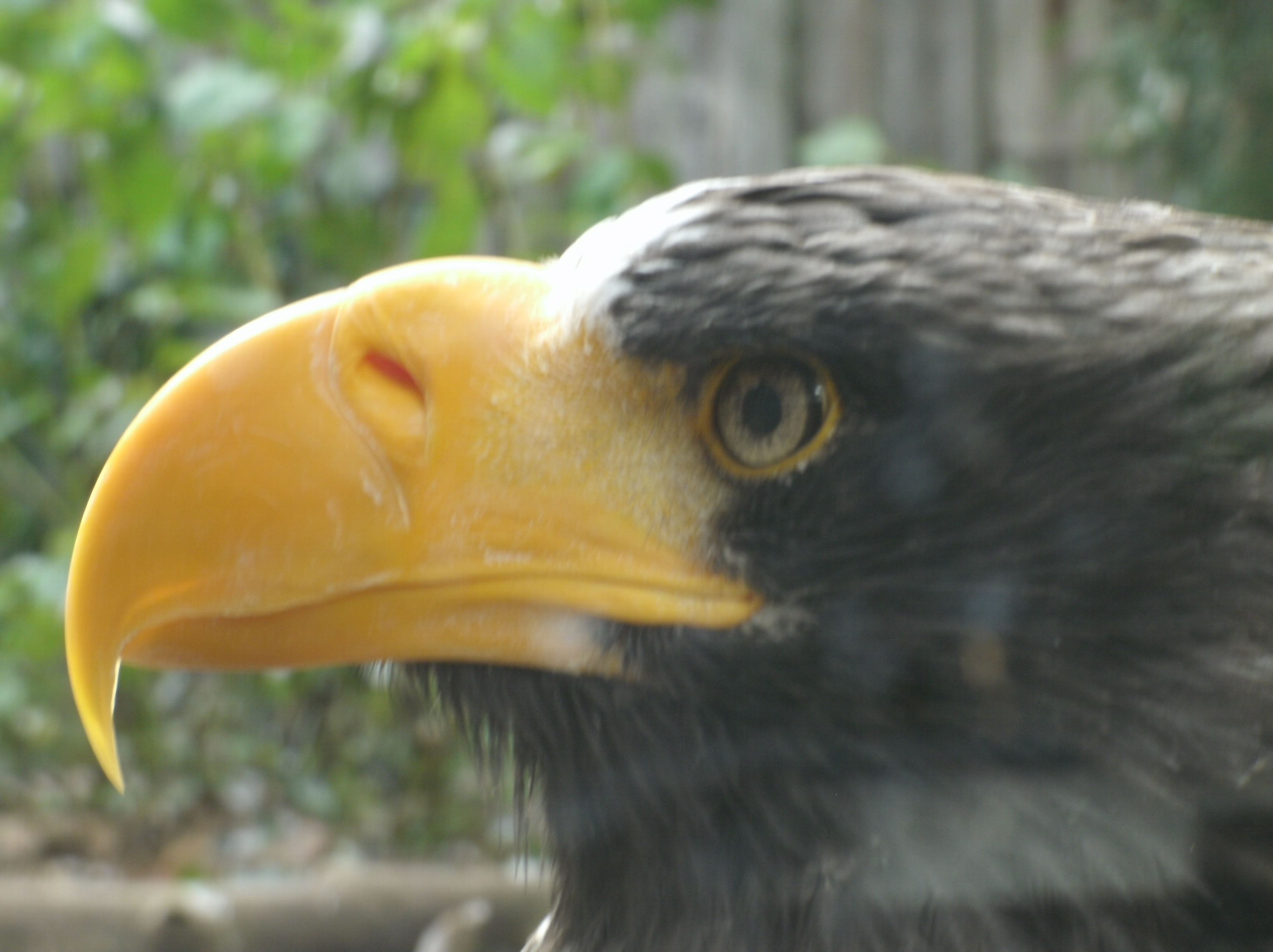 Steller's sea eagle, the largest eagle in the world, as close up as the class saw him at the national Aviary in Pittsburgh.