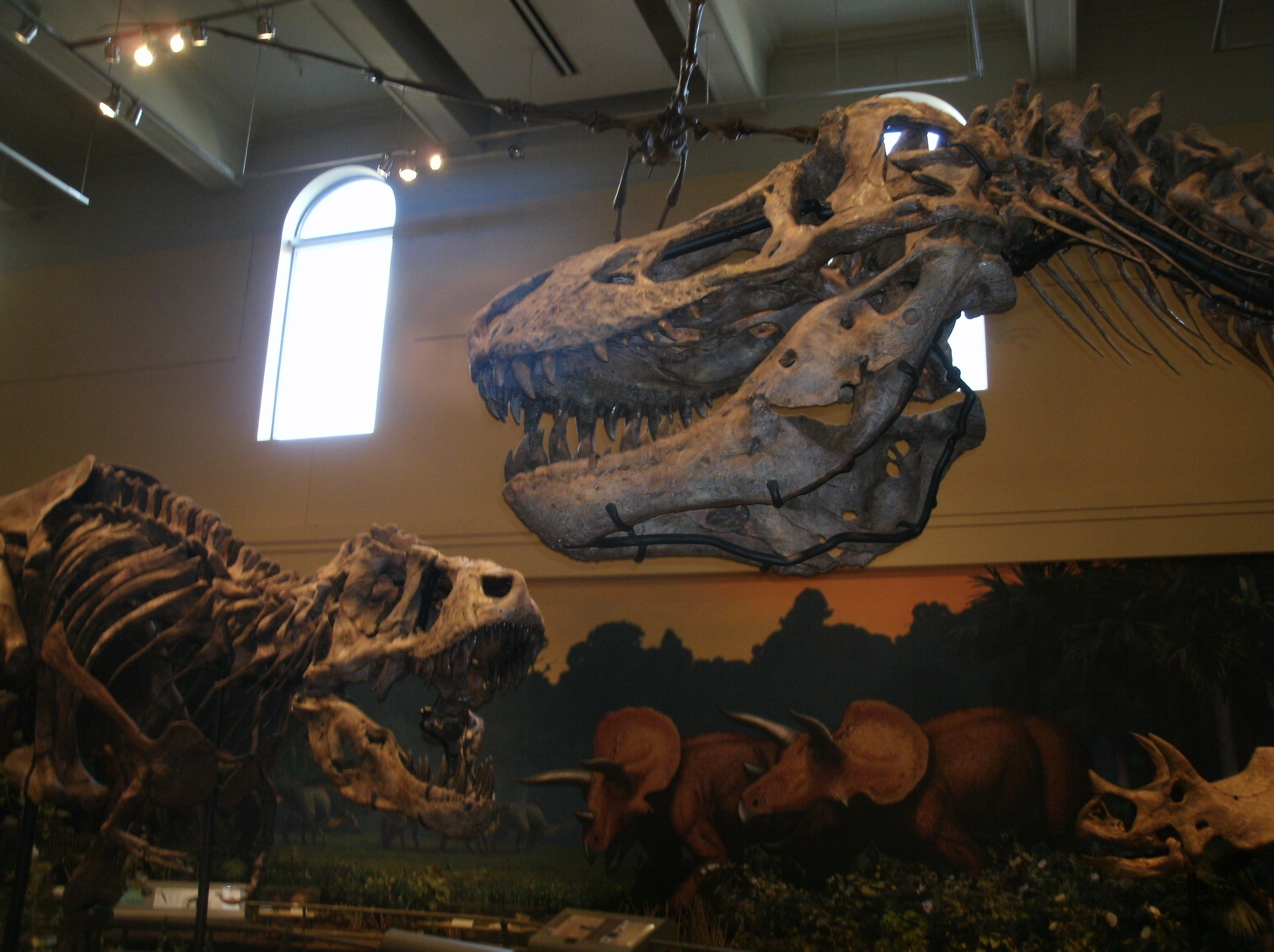The Carnegie Museum not only has T. rex skeletons; it has THE T. rex skeleton, the holotype, the skeleton example from which Tyrannosaurus rex ("tyrant lizard king") was named back in 1905.