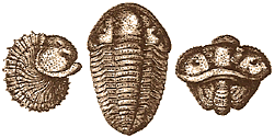 Trilobites are one of the most widespread and successful creatures ever to live on earth. They roamed the seas for over two hundred million years and finally disappeared as part of a mass extinction as the Permian era ended. Today, they remain only as fossil specimens in museums, private collections, and in various geological sites around the world.