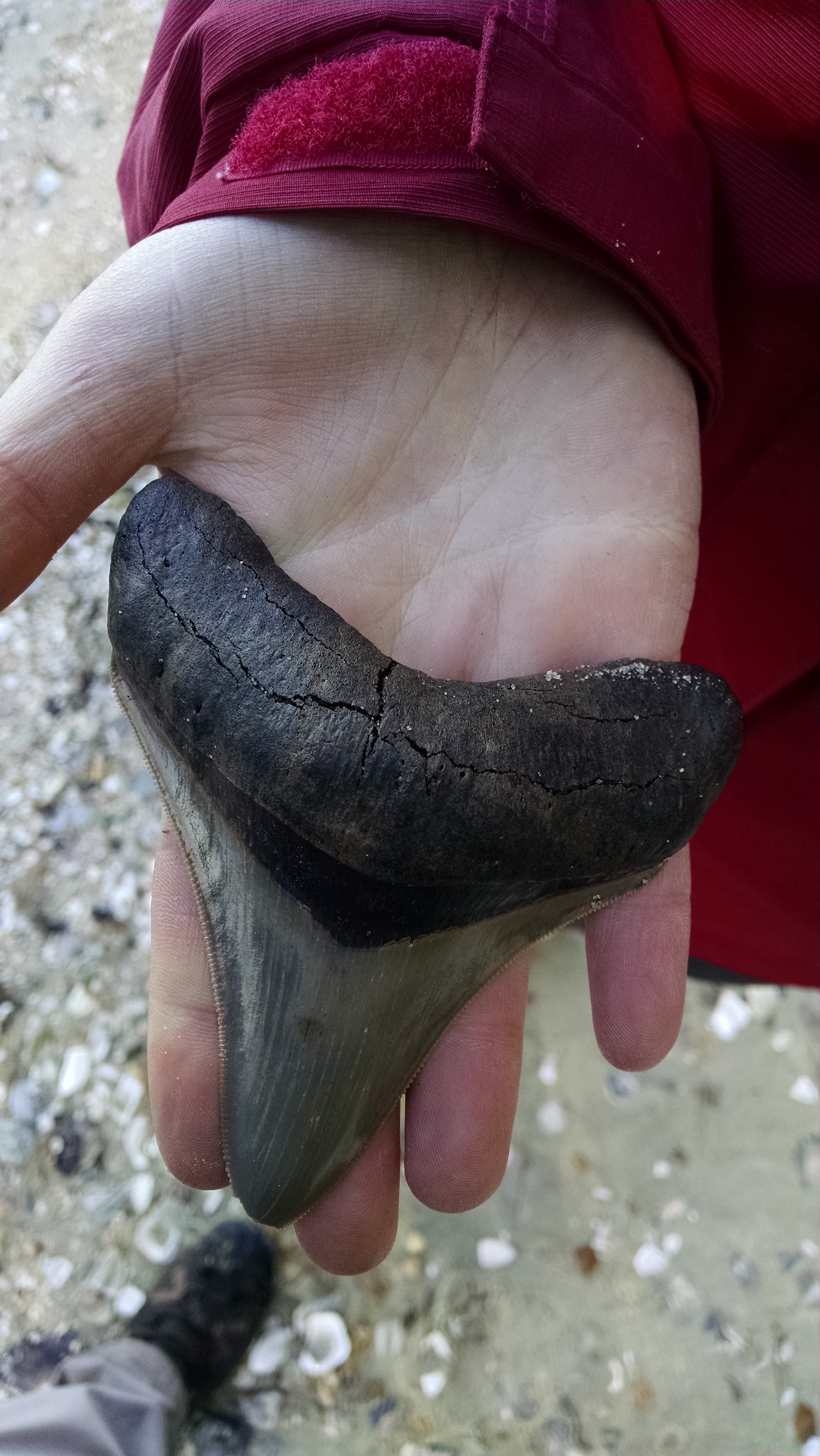 Jackie Geisler's remarkable megalodon tooth, a remarkable rarity spotted by her watchful eye!