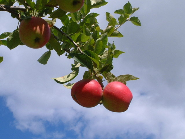 blueskyapples