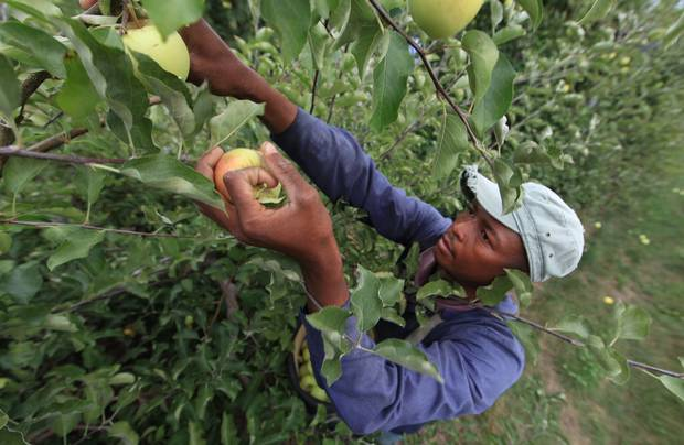 workerpickingapples