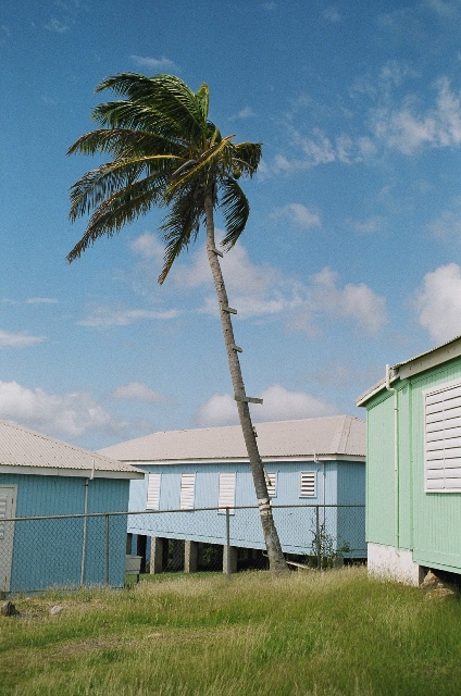 Photograph of a Palm Tree