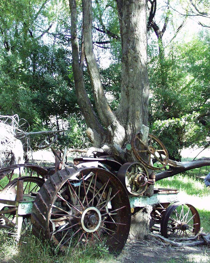 Estancia San Carlos, "tractor tree"