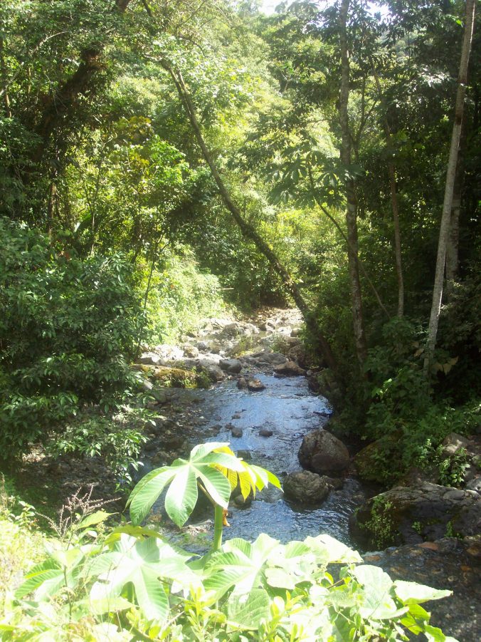 Stream in Rainforest