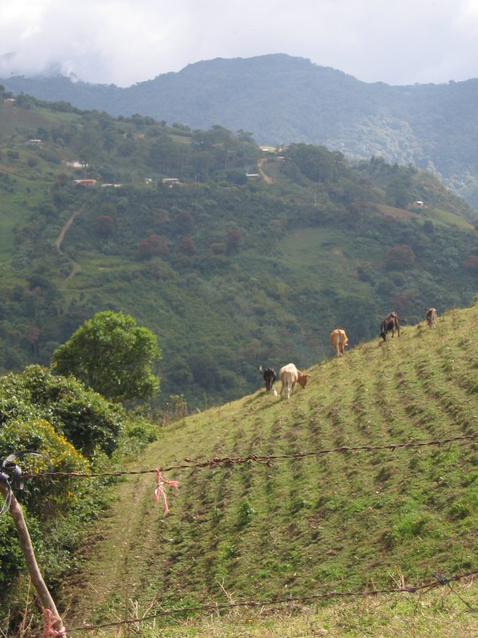 Cows on the Mountainside